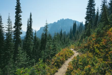 Happy Arbor Day! Here's Why We Should All Be Tree Huggers This Year